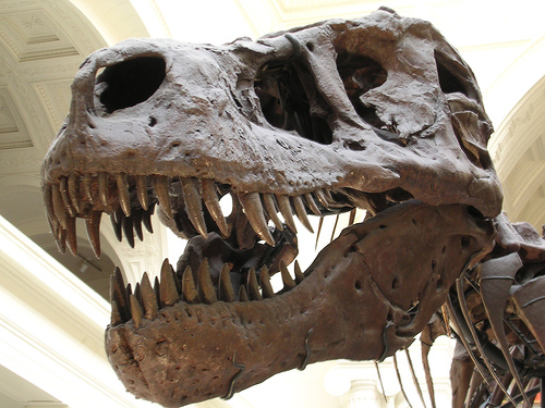 Sue the T-Rex at Chicago's Field Museum (courtesy a2gemma at Flickr CC)